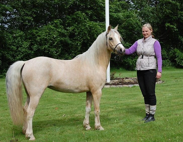 Welsh Pony (sec B) Fantasie V.   SOLGT! - Fantasie den 29.05.2011 billede 3