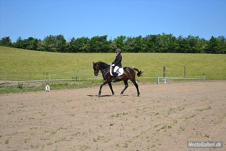 Anden særlig race /New forest  Flicka billede 19