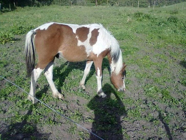 Pinto Hania billede 4