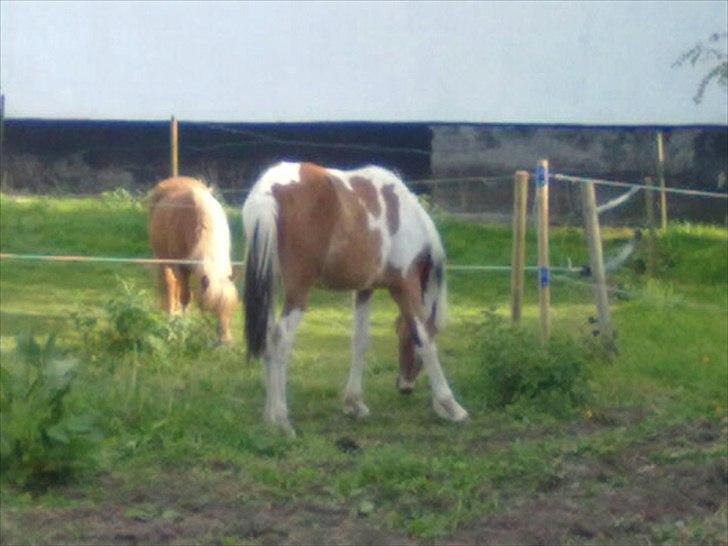 Pinto Hania billede 5