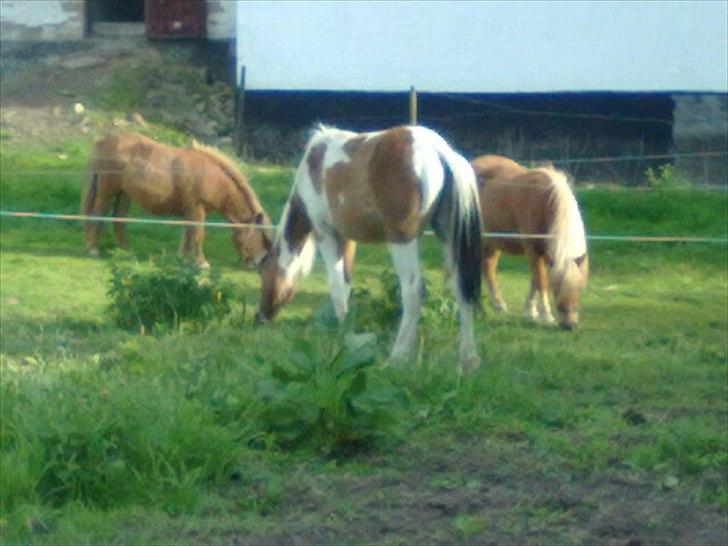 Pinto Hania billede 6