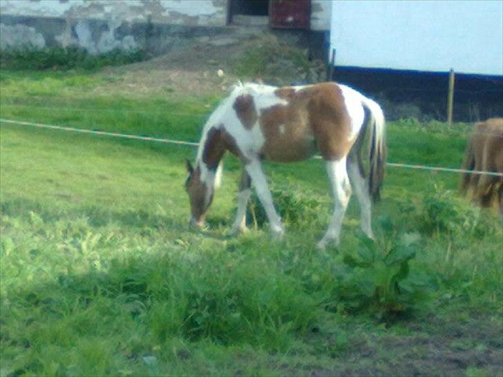 Pinto Hania billede 7