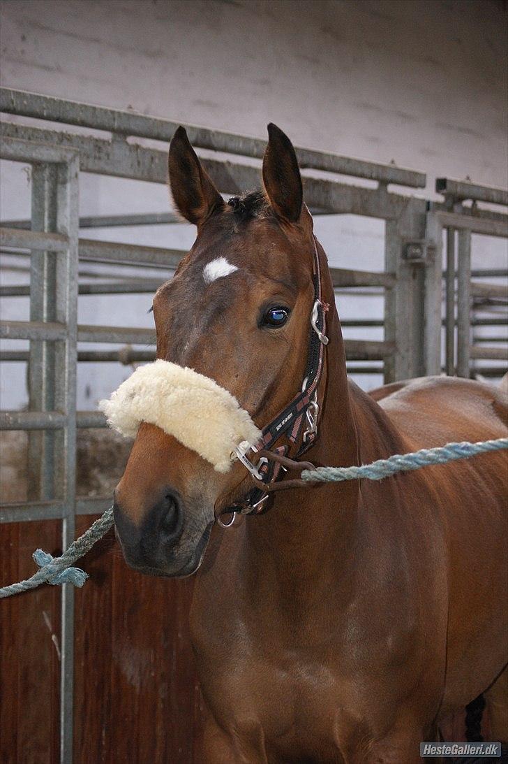 Dansk Varmblod Skovtoftens It's a Bella - stævne SJRK 2011 billede 8