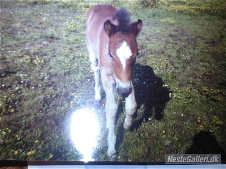 New Forest Nuttet Roløkke Clarinet - Baby Clarinet. Her kan man allerede se, at hun kommer til at blive yndig. Hun har sådan en sød uregelmæssig stjerne i panden. Og så har hun den flotteste hale med lidt krøller i.  billede 4