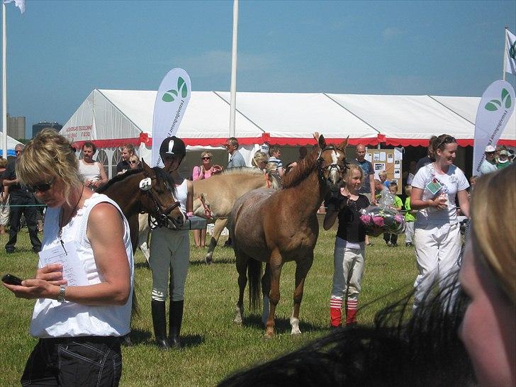 Anden særlig race Fryd *STJERNEPONYEN* - Emma! Kameraret den her vej! :D Vi har lige vundet Agility..<33
Deeeeeeeejlige pony!!!<3<3 billede 1