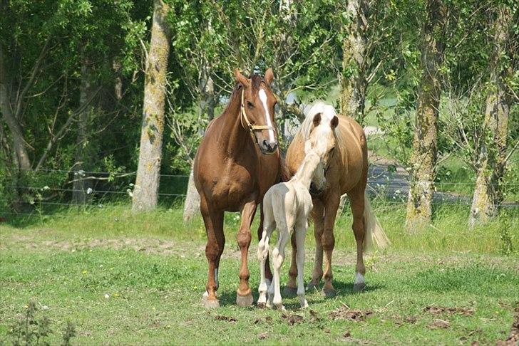 Palomino Avl Saint Millton Segur Lamarque - 2011 - Millton sniger sig til at hilse på hans søn. billede 18