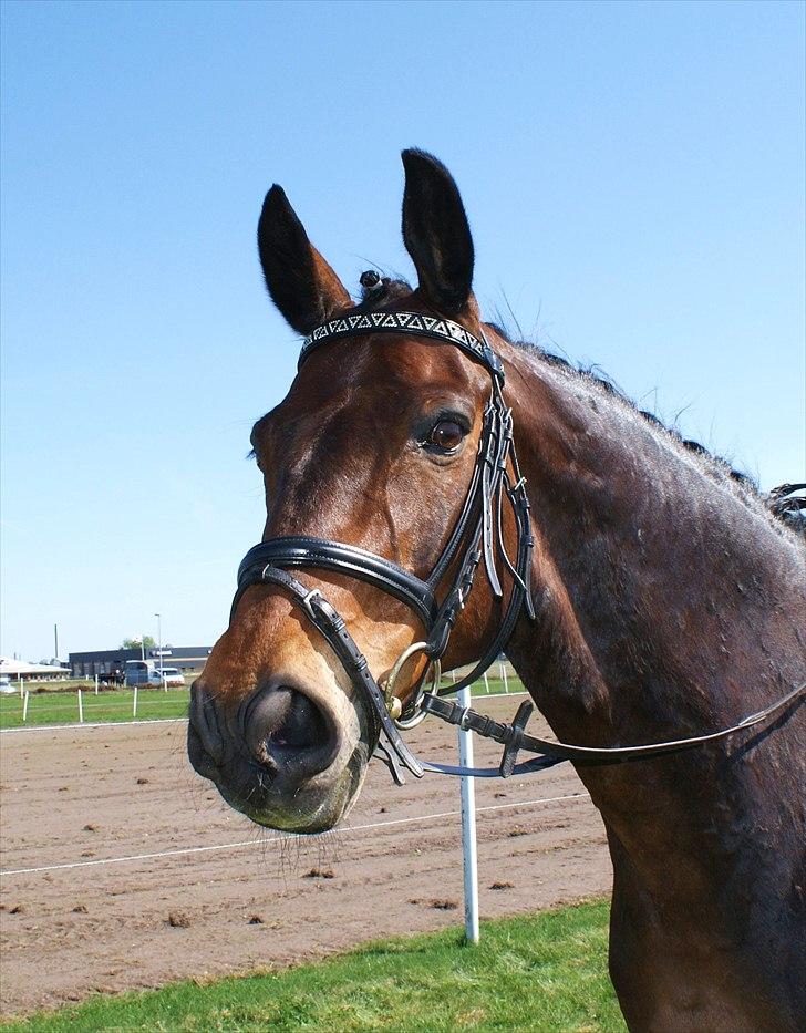 Dansk Varmblod † Elmevangs Maine † - Maine til distriktsstævne i Grindsted d. 30/4-2011. billede 17