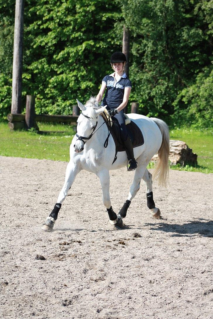 Trakehner Gaia<3 Frk. Nysgerrig - Dressur træning <3 billede 1