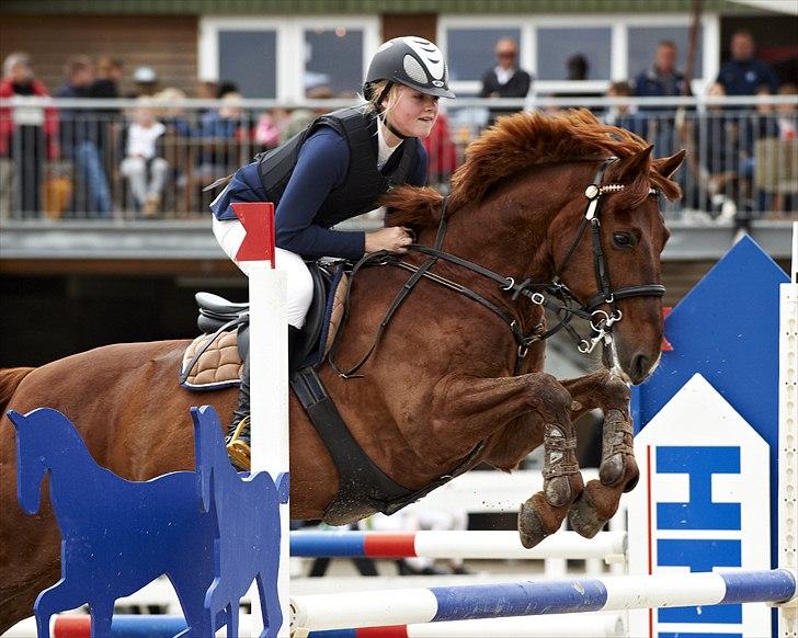 DSP Flying Rex - 11) C-stævne på HIllerød Sportsrideklub, LA**, 2011. FOTO: Animal-print.dk billede 11