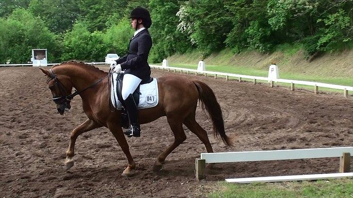 New Forest Lucky Star - b-pony - Morsø 2011 - helt igennem fantastisk weekend!! billede 5