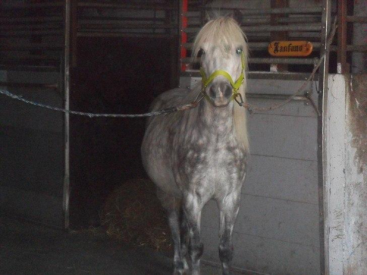 Anden særlig race felix<3<3  gml. pony:( billede 7