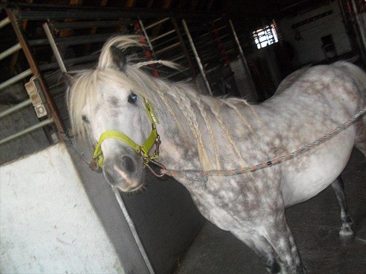 Anden særlig race felix<3<3  gml. pony:( billede 9