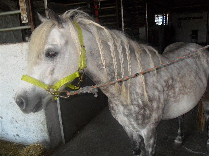 Anden særlig race felix<3<3  gml. pony:( billede 10