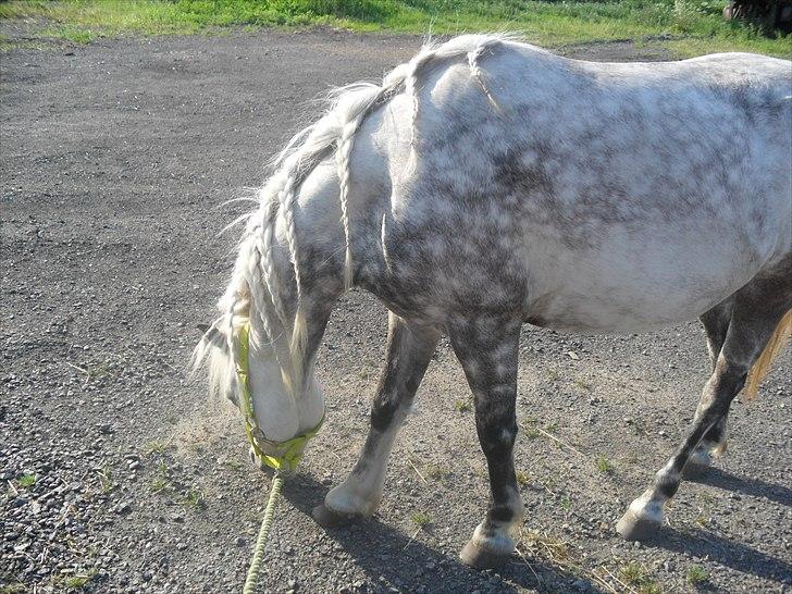 Anden særlig race felix<3<3  gml. pony:( billede 14