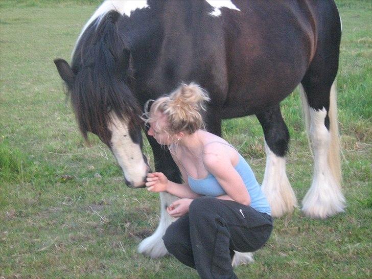 Irish Cob Ådalens Pocahontas billede 11