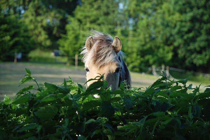 Fjordhest • Kejser  billede 1