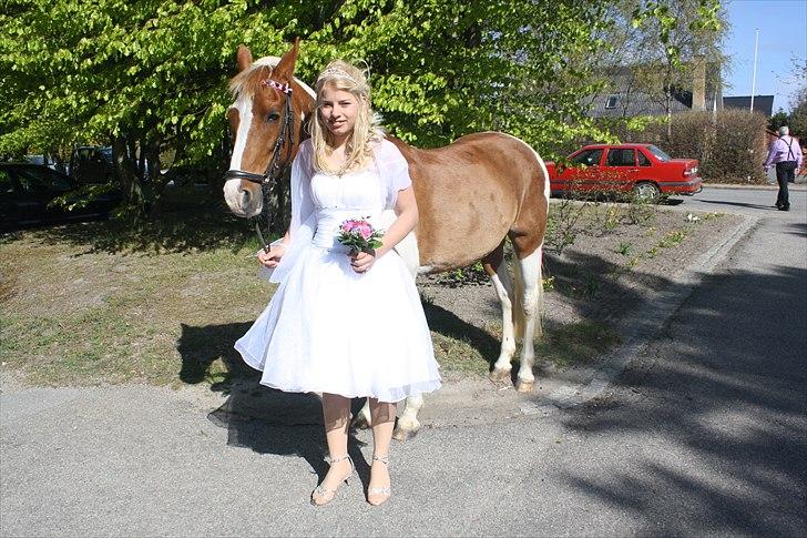 Pinto Nerolientje billede 3