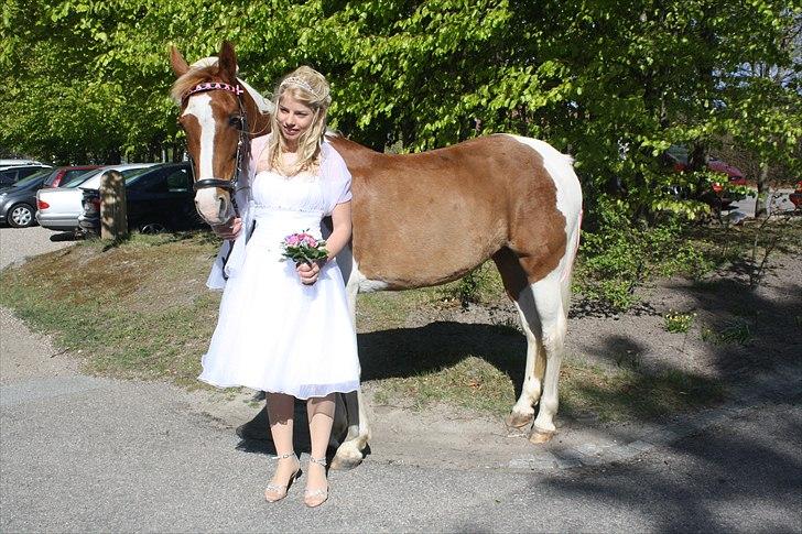 Pinto Nerolientje billede 5