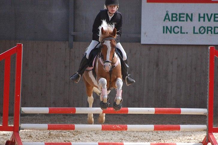 Pinto Nerolientje billede 8