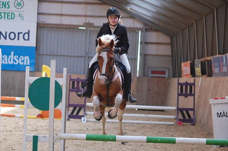 Pinto Nerolientje billede 9