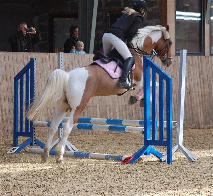 Pinto Nerolientje billede 10