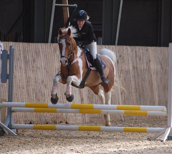 Pinto Nerolientje billede 11