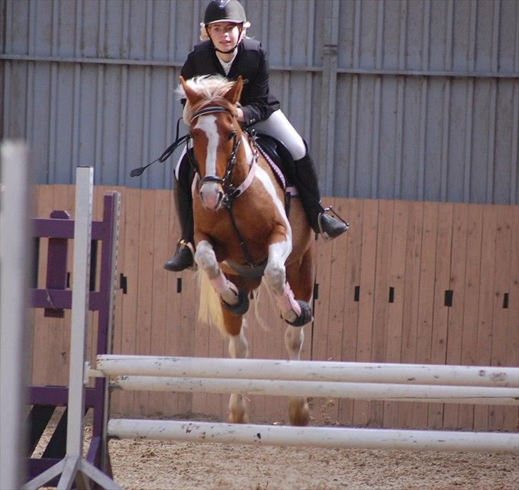 Pinto Nerolientje billede 12