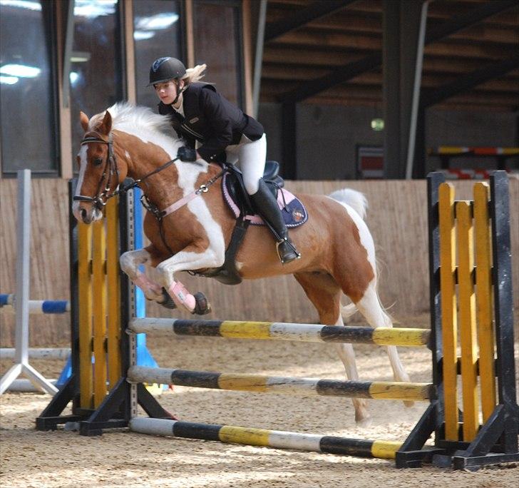 Pinto Nerolientje billede 13