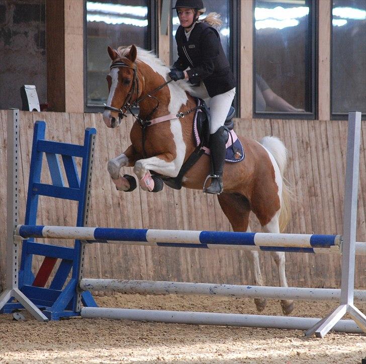 Pinto Nerolientje billede 14