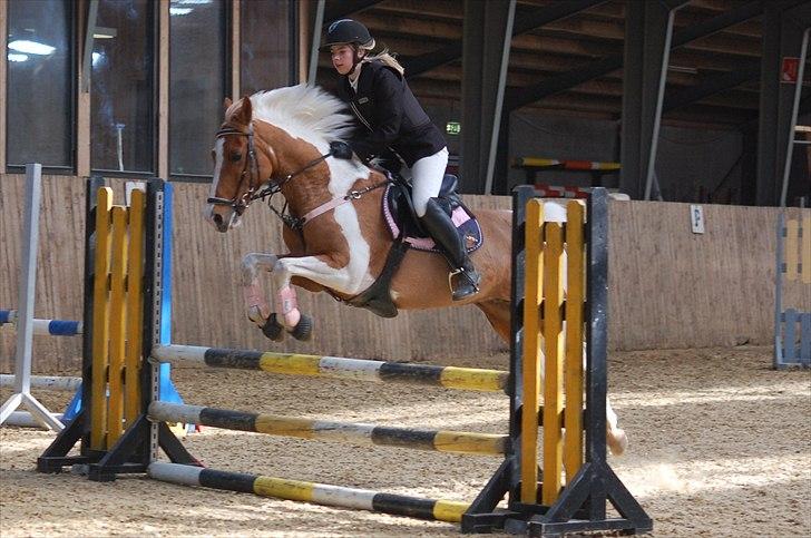 Pinto Nerolientje billede 15