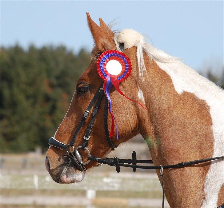 Pinto Nerolientje billede 16