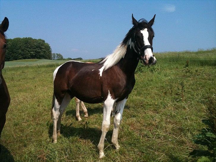 Pinto Take a chance himmelhest billede 7