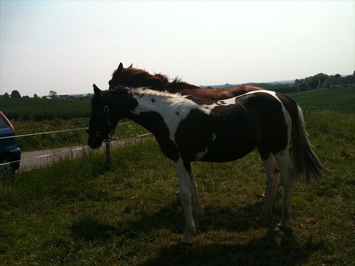 Pinto Take a chance himmelhest billede 8