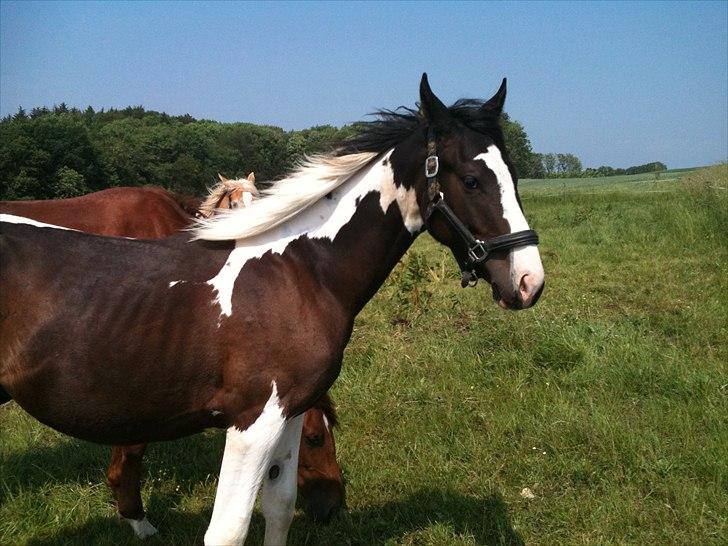 Pinto Take a chance himmelhest billede 9