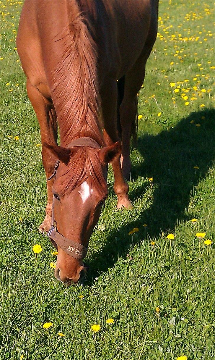 Anden særlig race Quintus Kashmir - Ham der den flotte spiser en tår græs ;) <3 billede 6