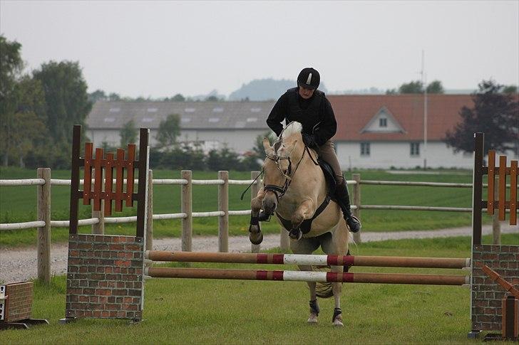 Fjordhest Bolette Kaptain - spring undervisning d. 18/5 2011 foto: MJ-foto billede 7