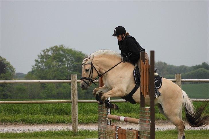 Fjordhest Bolette Kaptain - spring undervisning d. 18/5 2011 foto: MJ-foto billede 8