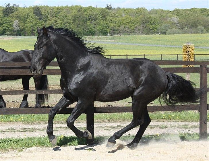 Lusitano A-Furia - A-Furia maj 2011 billede 20