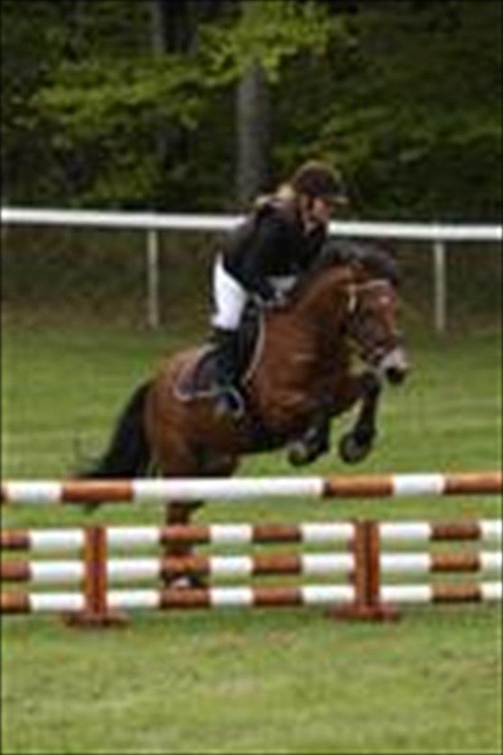 New Forest Knud den store billede 12