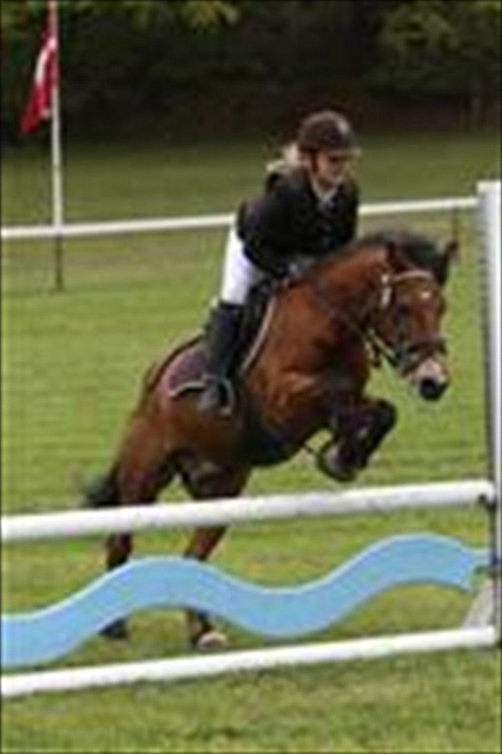 New Forest Knud den store billede 15