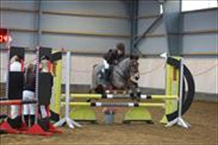 New Forest Knud den store billede 16