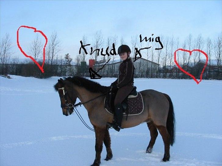 New Forest Knud den store billede 17