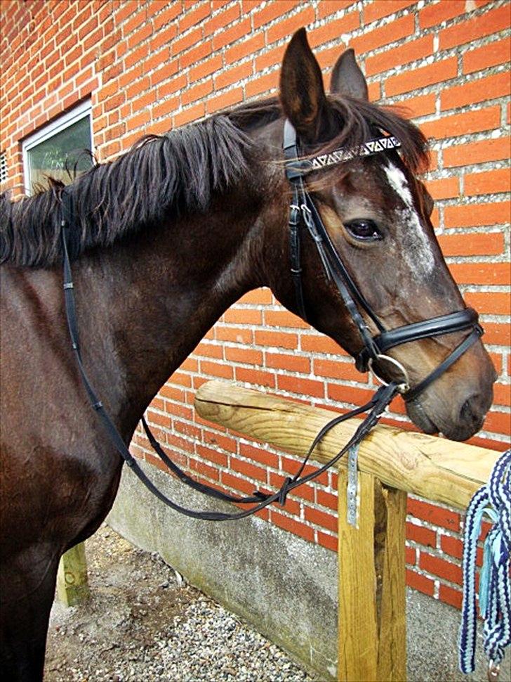 Anden særlig race Bella  - Bella med mit eget hovedtøj :)  billede 1