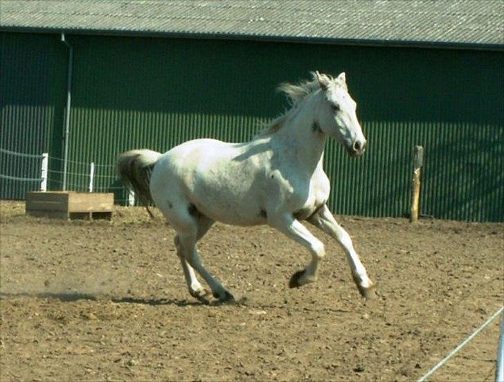 Knabstrupper Askgaardens Murano billede 1