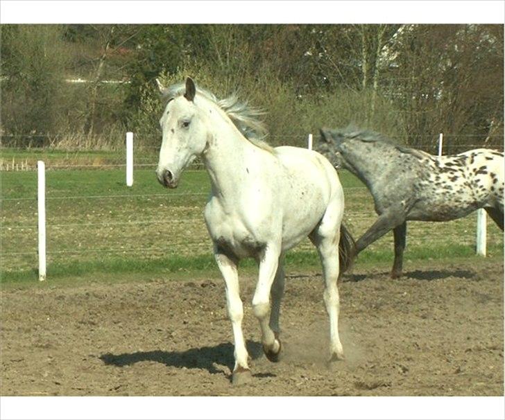 Knabstrupper Askgaardens Murano billede 2