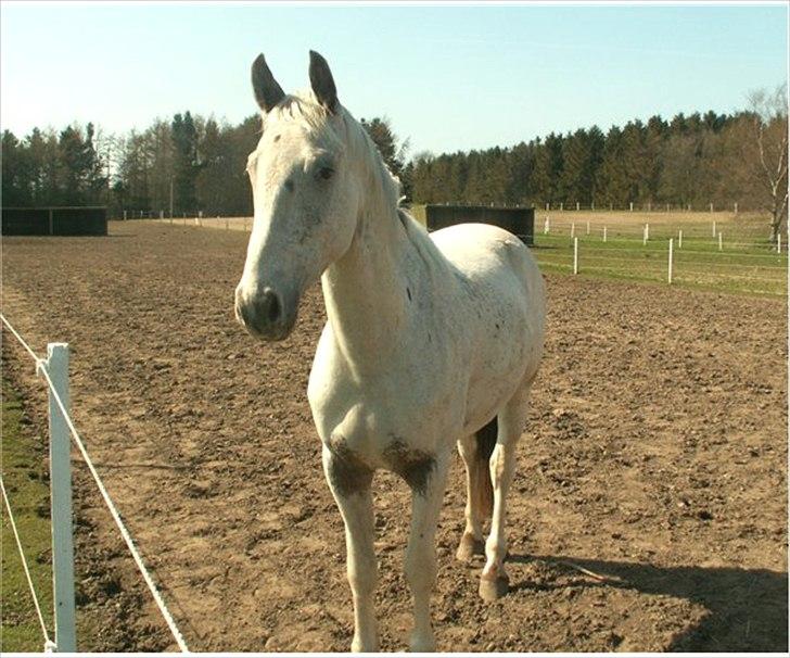 Knabstrupper Askgaardens Murano billede 3