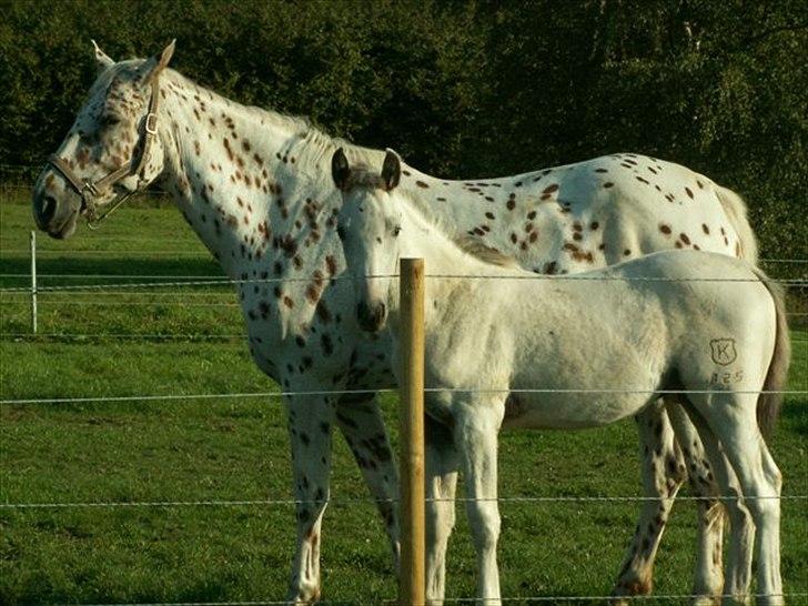 Knabstrupper Askgaardens Murano - Lille følbamse :o) billede 4
