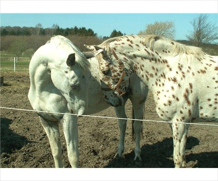 Knabstrupper Askgaardens Murano - Smuk sammen med mor Gerda billede 5