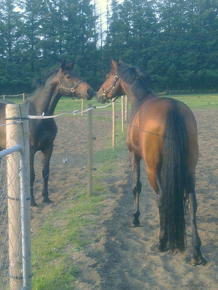 Dansk Varmblod Caprani billede 17