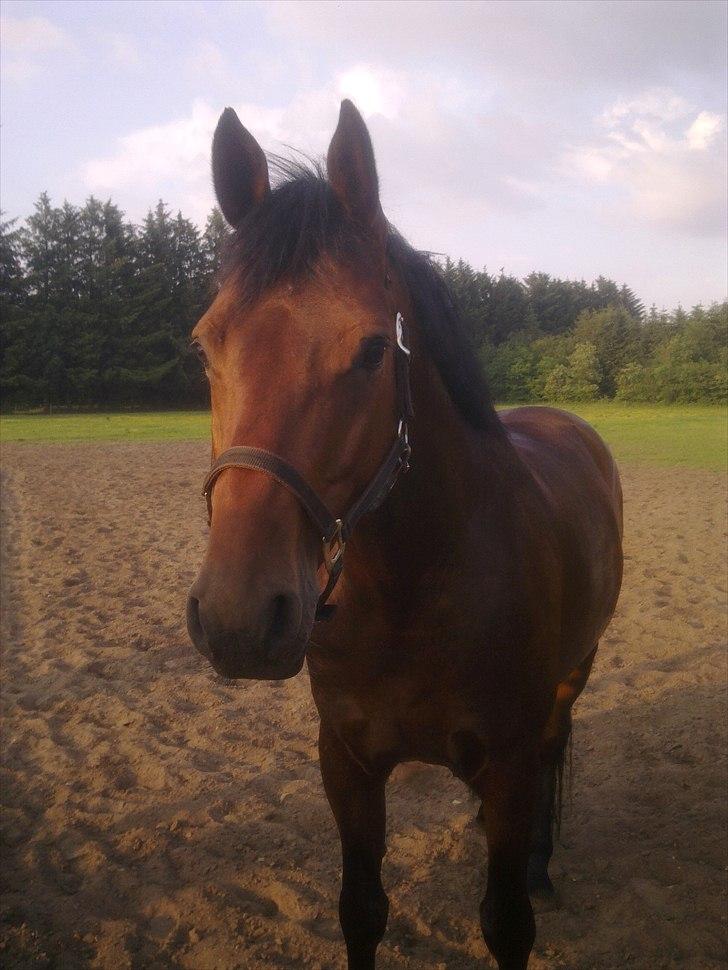 Dansk Varmblod Caprani billede 18